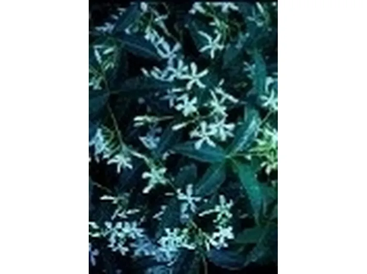 trachelospermum