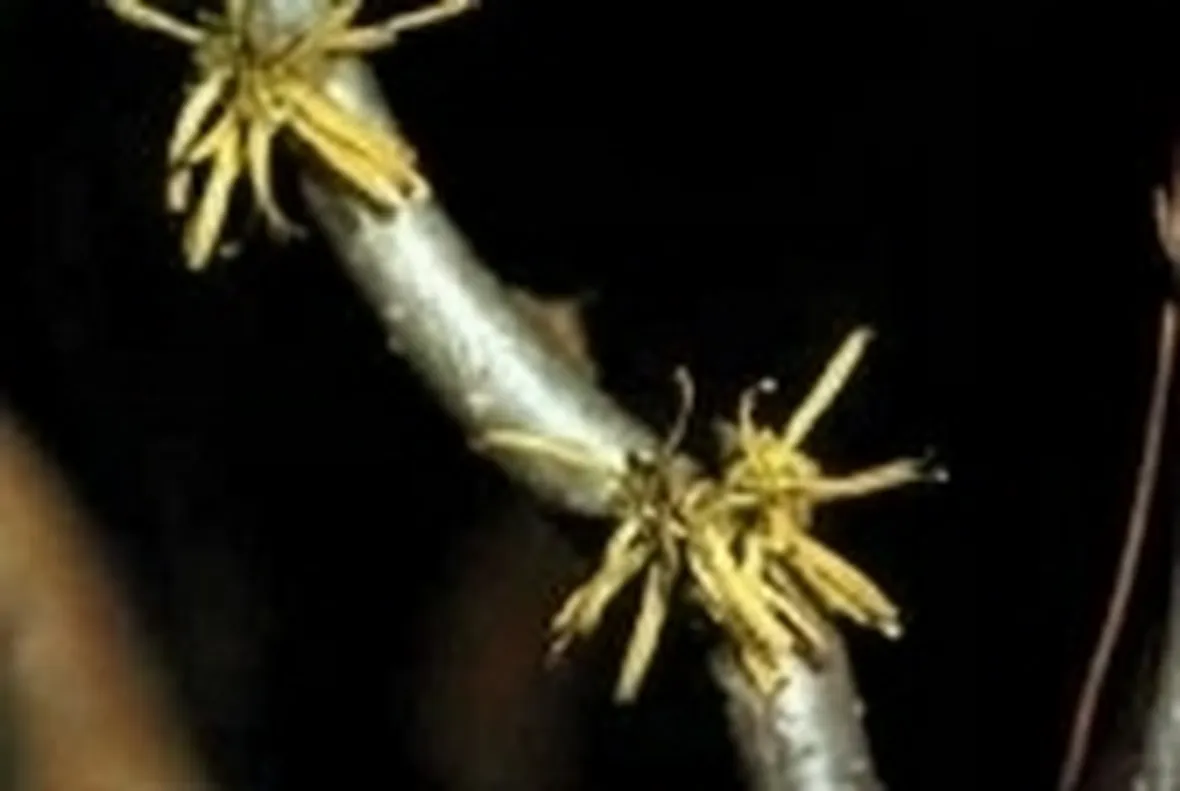 hamamelis