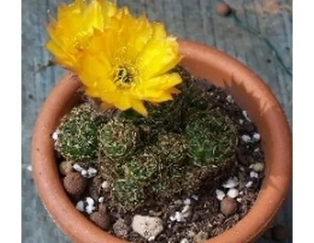 succlente fiori