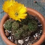 succlente fiori