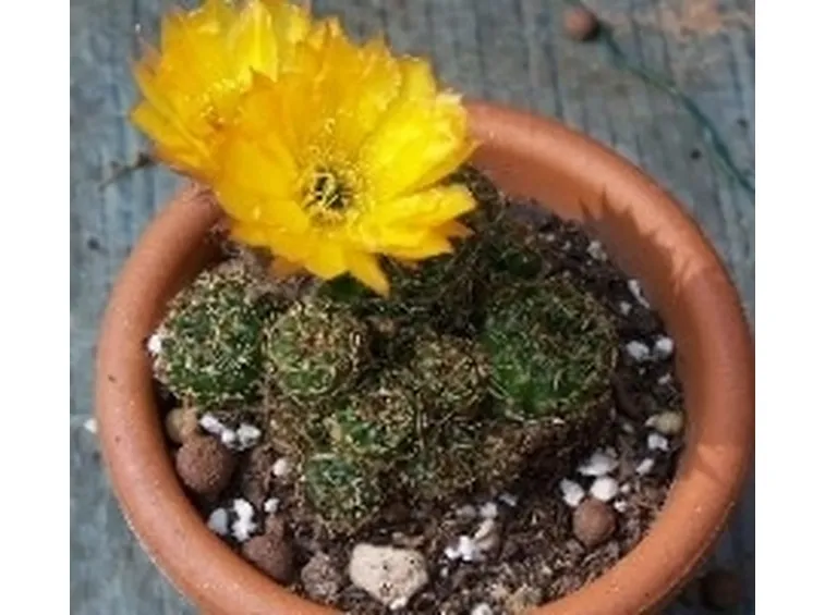 succlente fiori