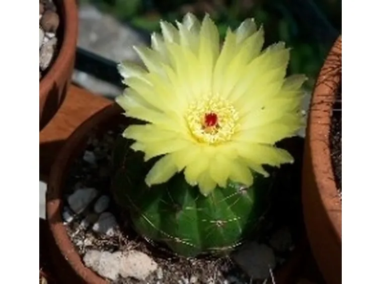 fiori piante grasse