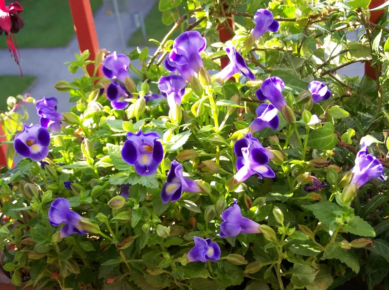 torenia