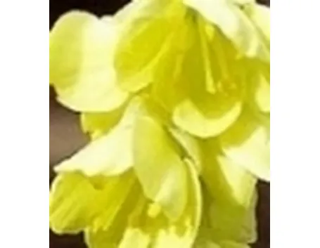 fiori invernali