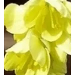 fiori invernali