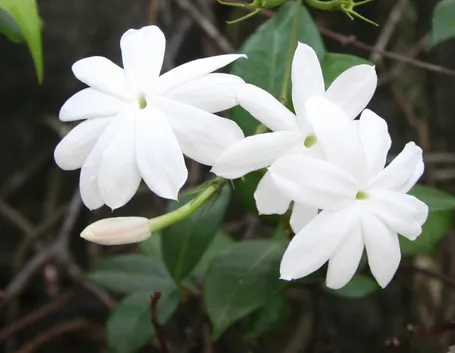jasminum nudiflorum