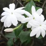 jasminum nudiflorum