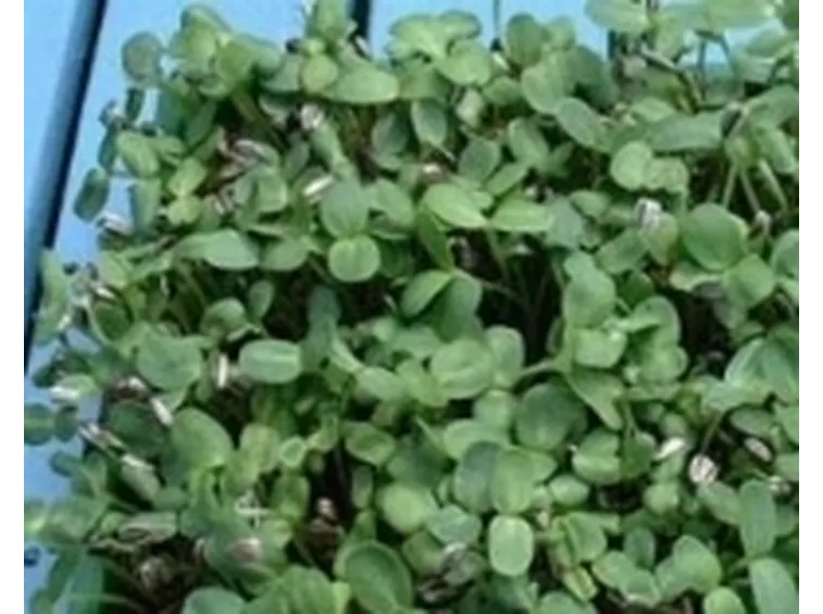 germogli girasole