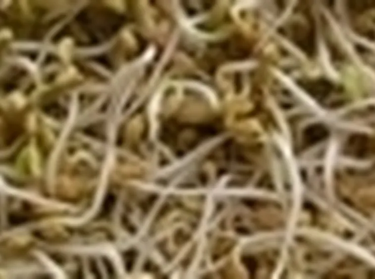 germogli
