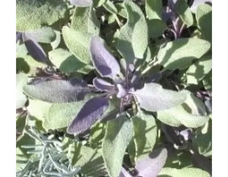 salvia officinali