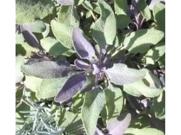 salvia officinali