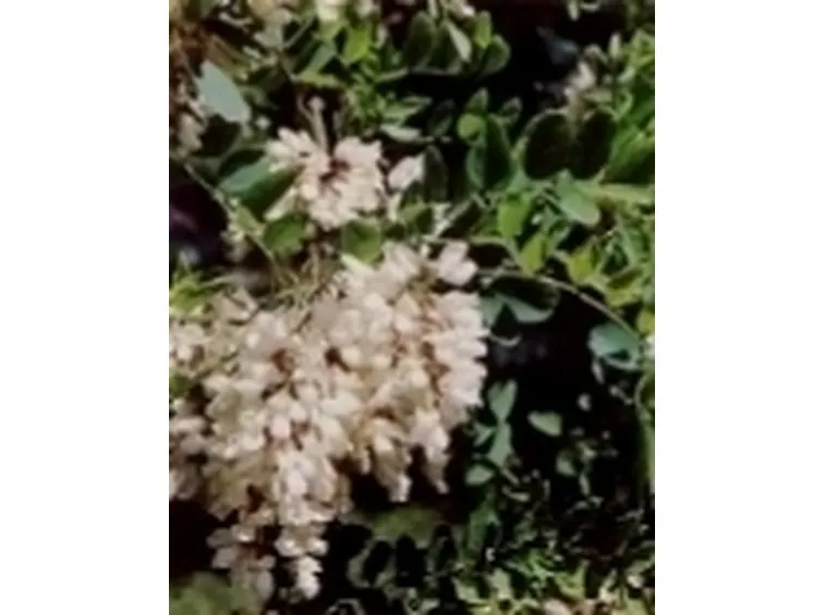 robinia fiori