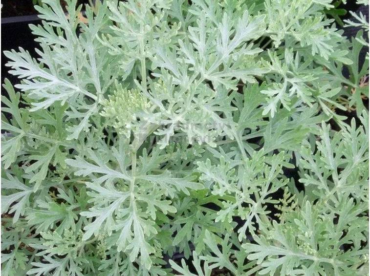 artemisia arborescens