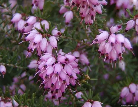 calunna vulgaris