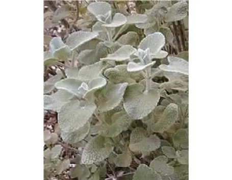 Ballota pseudodictamnus