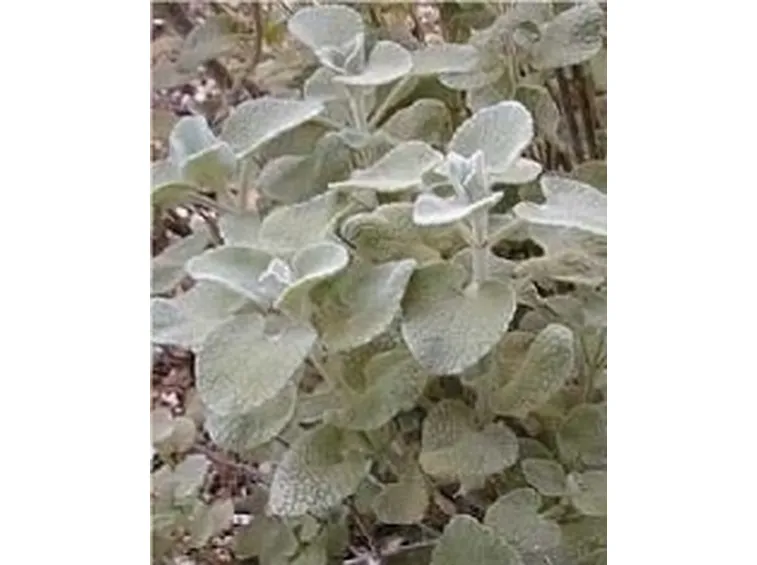 Ballota pseudodictamnus