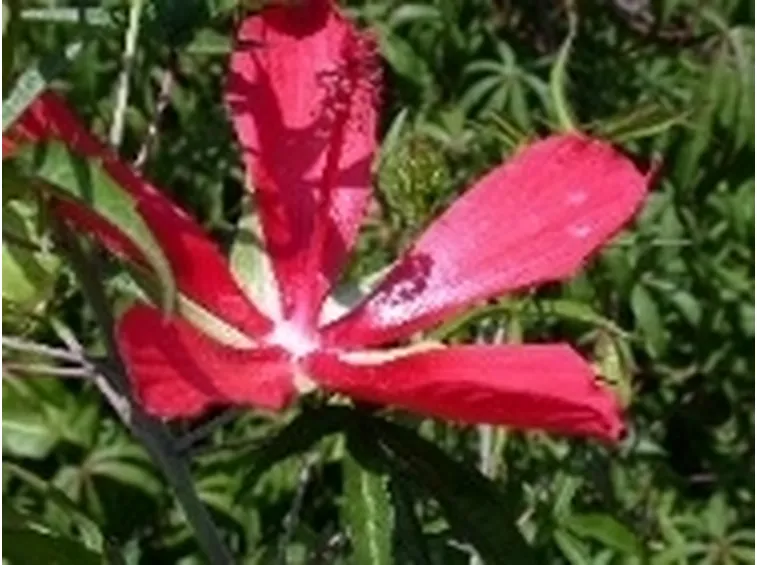 ibisco coccineus