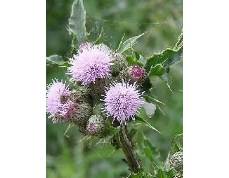 erbacee cirsium