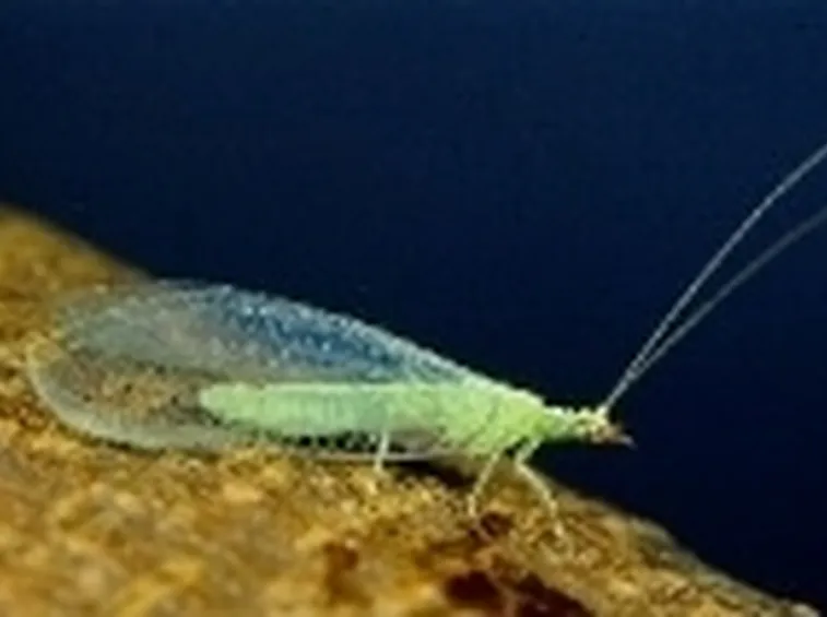 Chrysoperla carnea