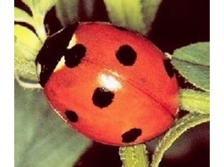 Coccinella septempunctata
