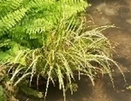 felci