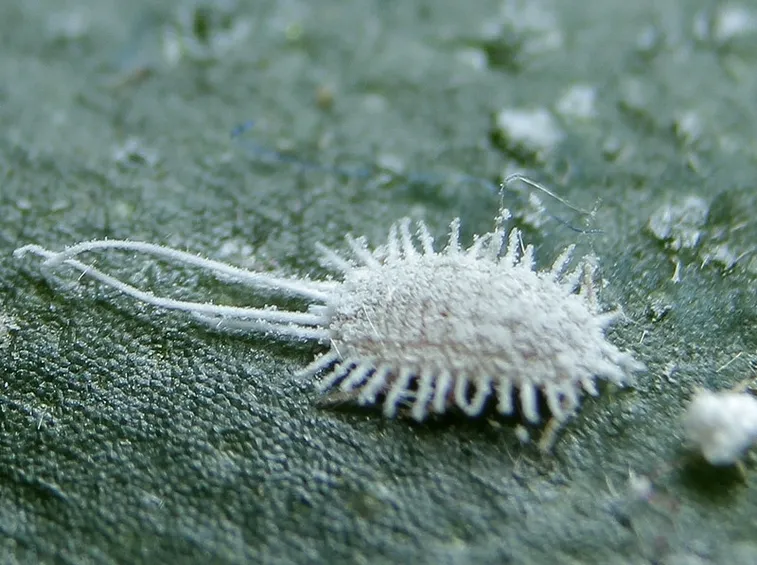 cocciniglia