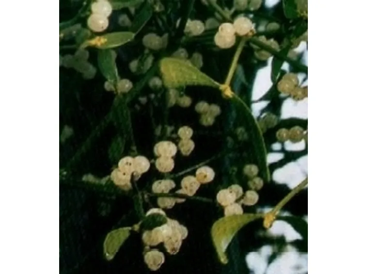 vischio
