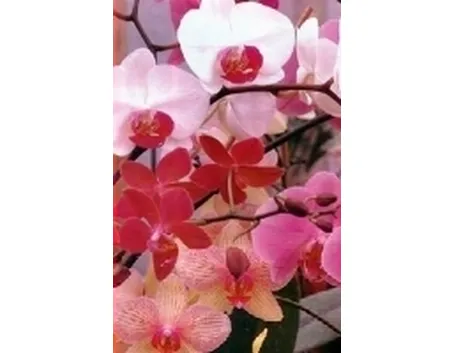 orchidea phalenospis