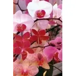 orchidea phalenospis