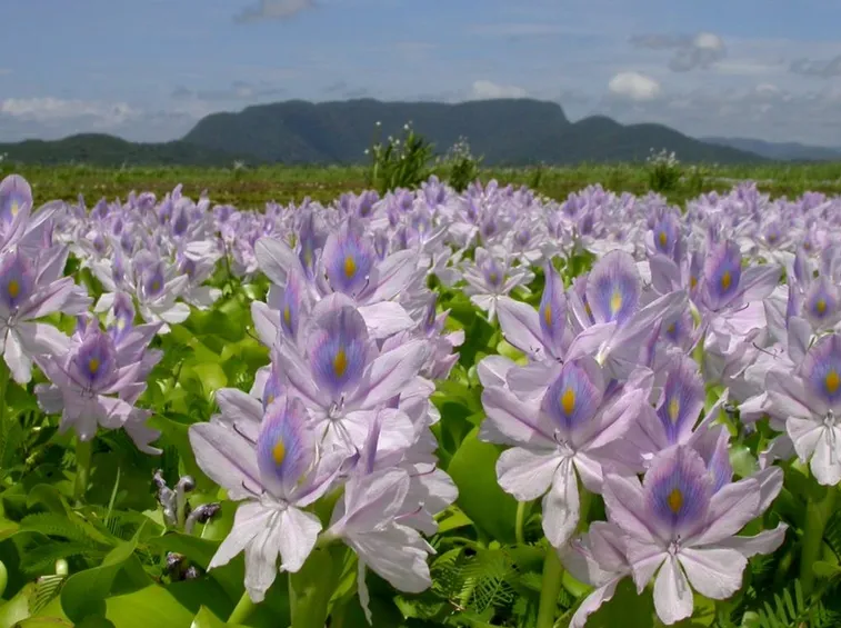 eichornia