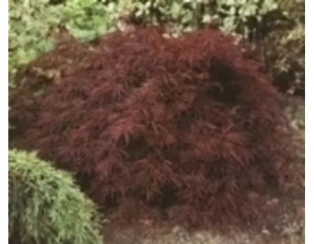 acero