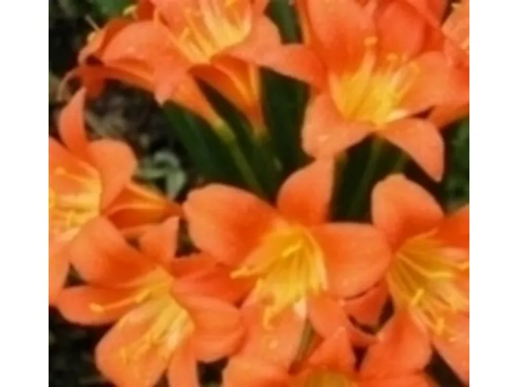 clivia minata