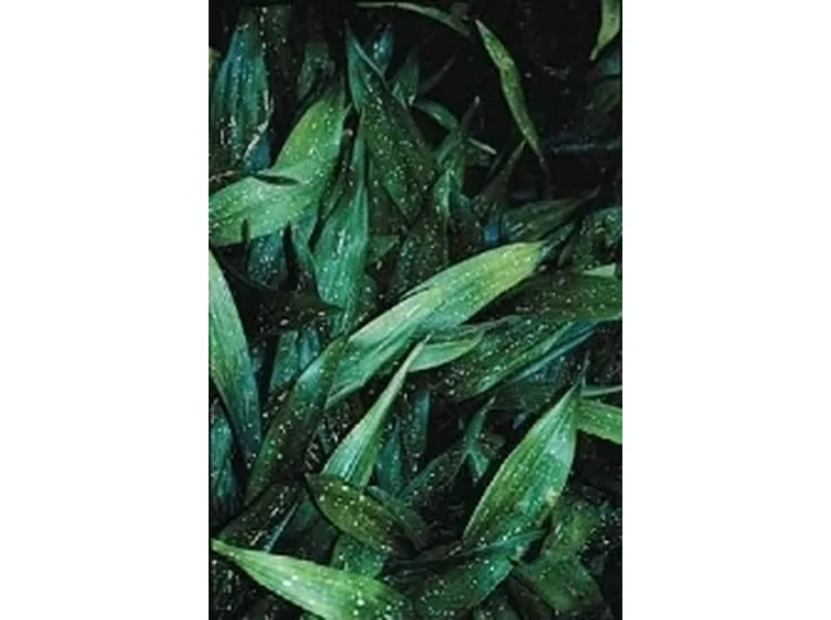 aspidistra lurida