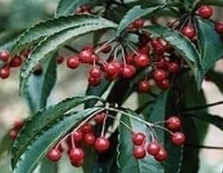 ardisia