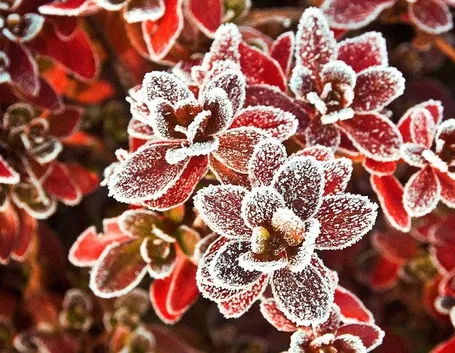 chimonanthus