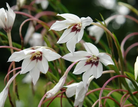 acidanthera bicolor