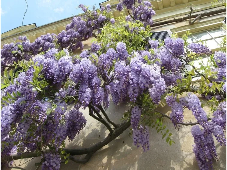 wisteria rosa