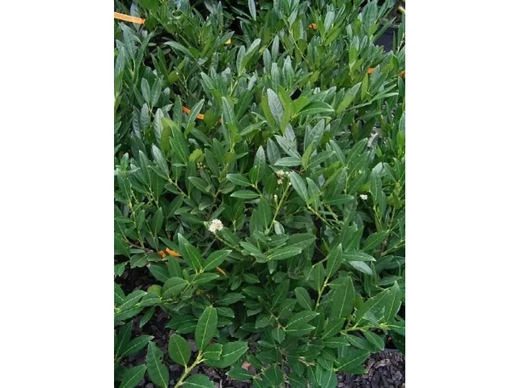 prunus laurocerasus otto lukyen