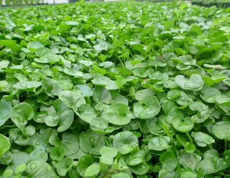 dichondra repens