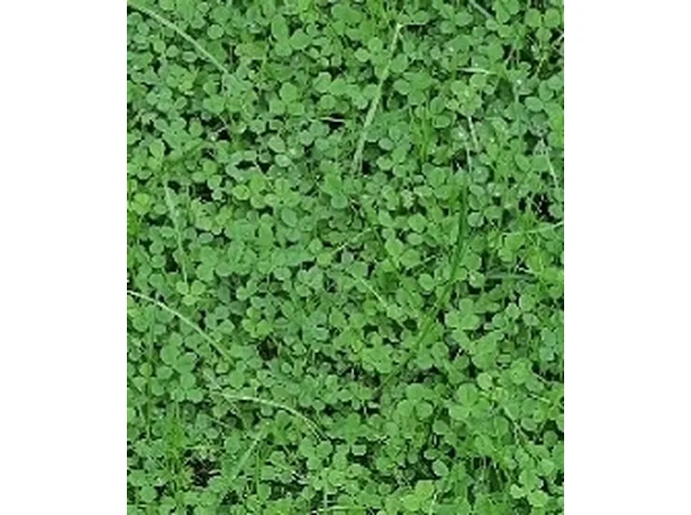 trifolium repens