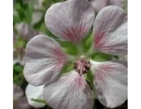 Anisodontea hypomandarum