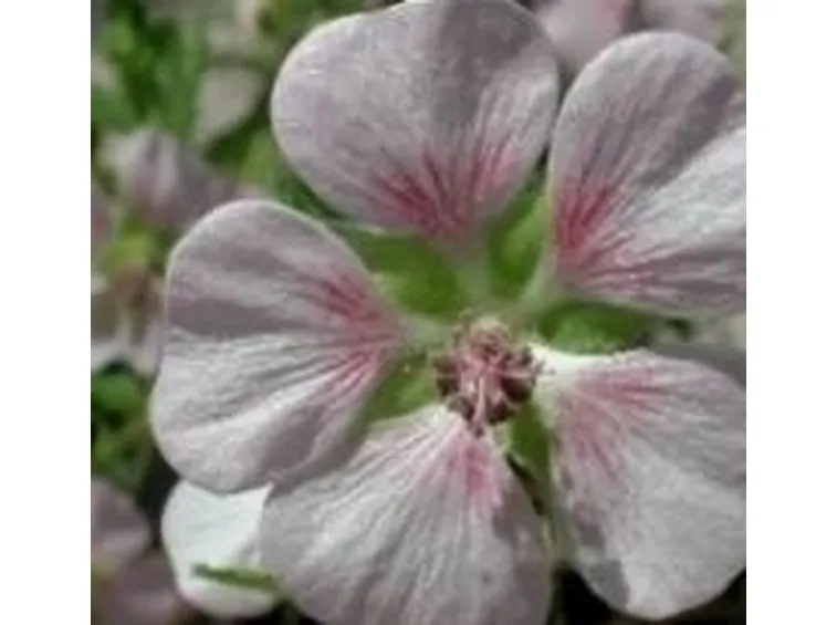 Anisodontea hypomandarum