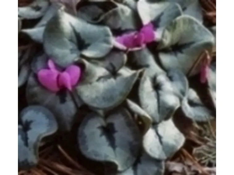 cyclamen coum