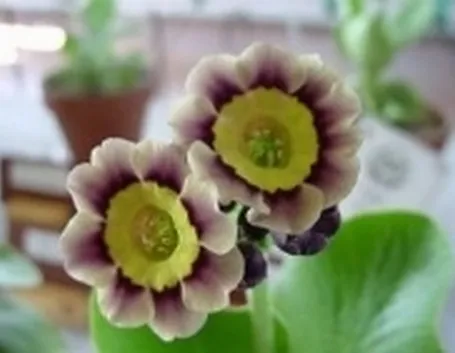 primula auricula