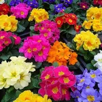 lavori di primavera