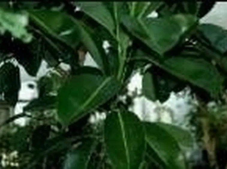 lavori di primavera