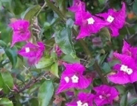 bougainville
