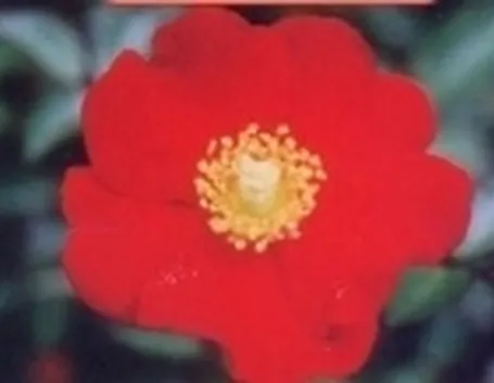 rosa rossa
