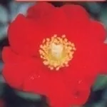 rosa rossa