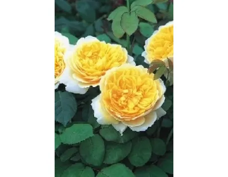 rose inglesi